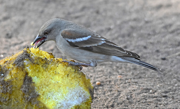 Chestnut shouldered petronia