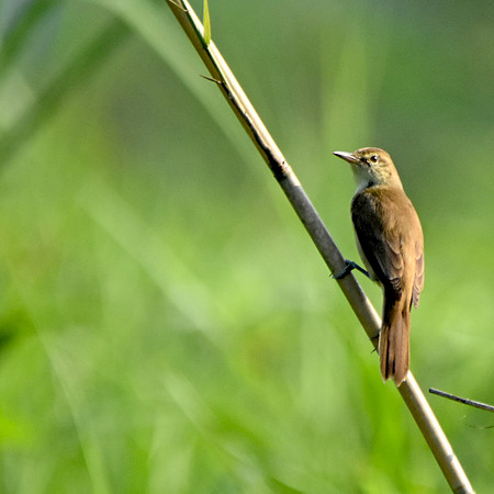 Clamorous reed warbler