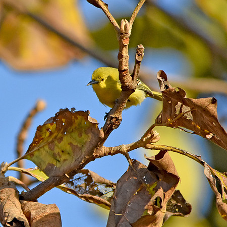 Common iora, female
