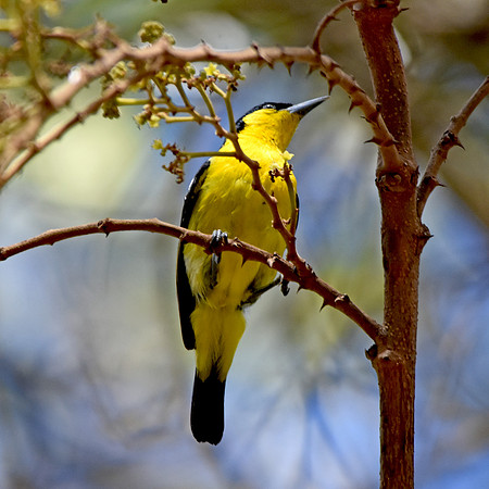 Common iora, male