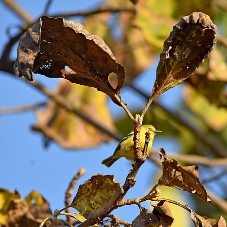 Common iora, female