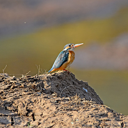 Common kingfisher, female
