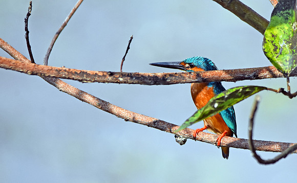 Common kingfisher, male