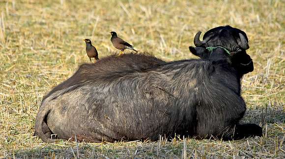Common myna on cattle