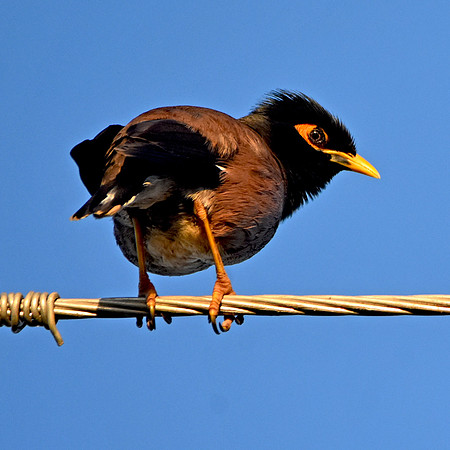 Common myna