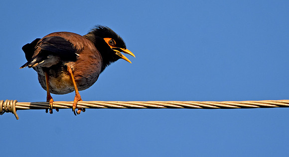 Common myna