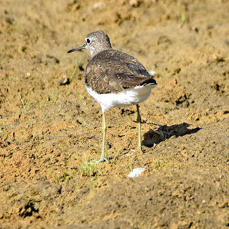 Common sandpiper, India