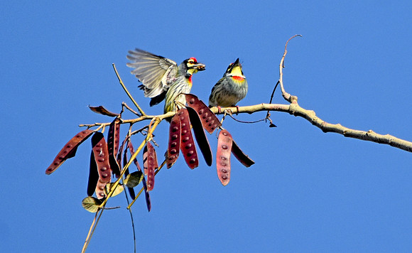 Coppersmith barbet