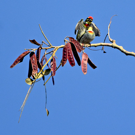 Coppersmith barbet
