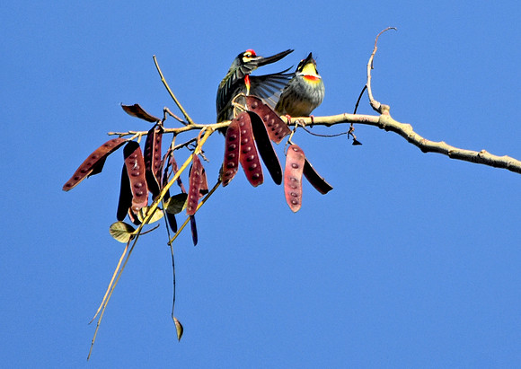 Coppersmith barbet