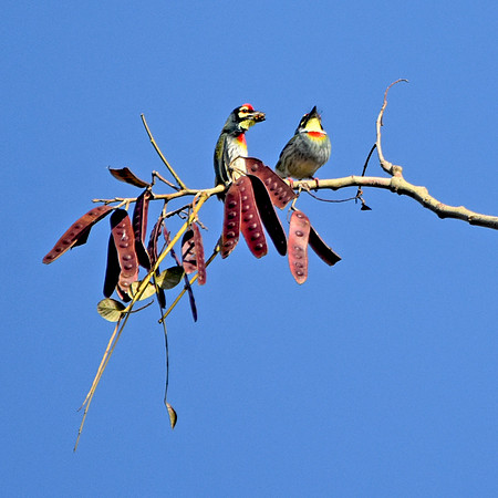 Coppersmith barbet
