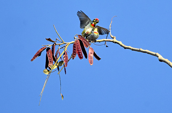 Coppersmith barbet