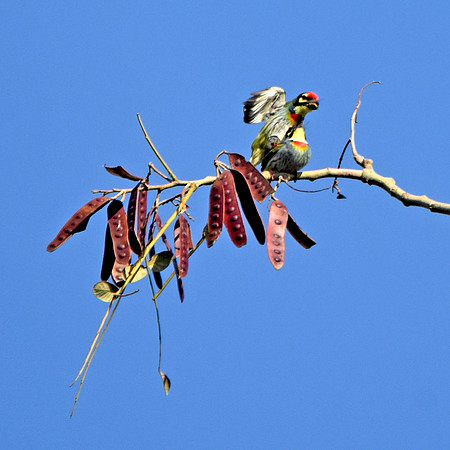 Coppersmith barbet
