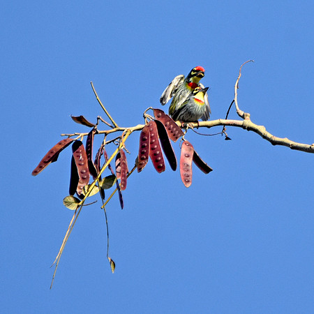 Coppersmith barbet