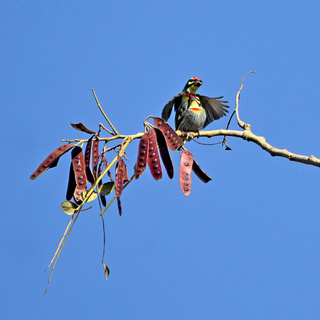 Coppersmith barbet