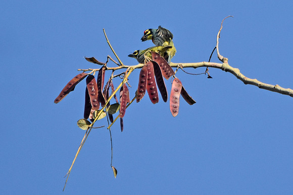 Coppersmith barbet