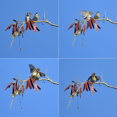 Coppersmith barbet
