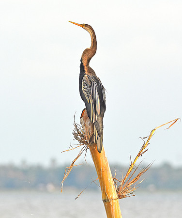 Indian darter