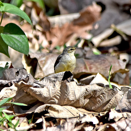 Forest wagtail