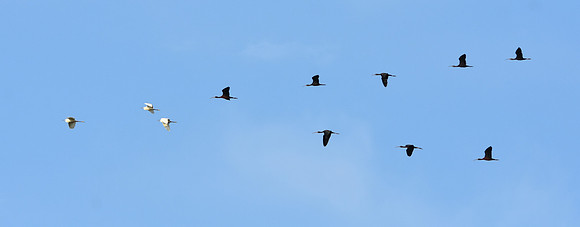 Glossy ibis