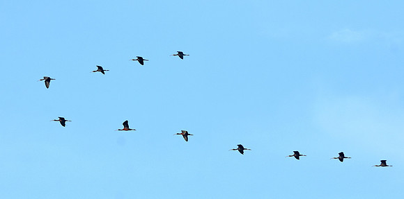 Glossy ibis