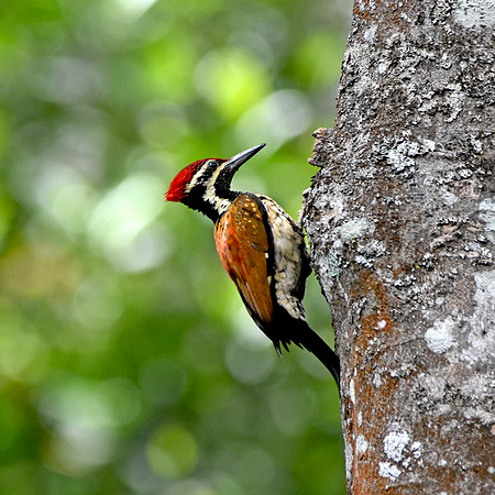 Black rumped flameback woodpecker
