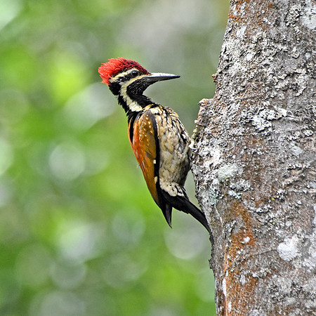 Black rumped flameback woodpecker