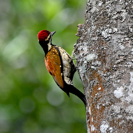 Black rumped flameback woodpecker