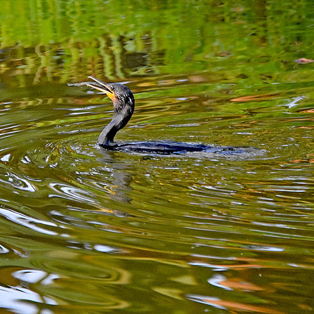 Great cormorant with fish