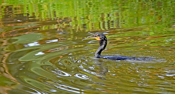 Great cormorant with fish