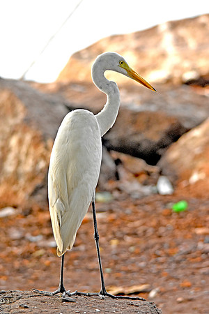 Great egret / great white egret