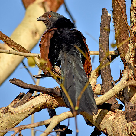 Greater coucal