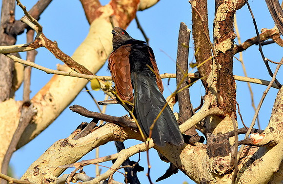 Greater coucal