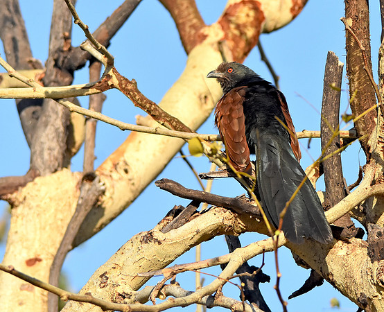 Greater coucal