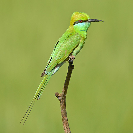 Green bee eater, India