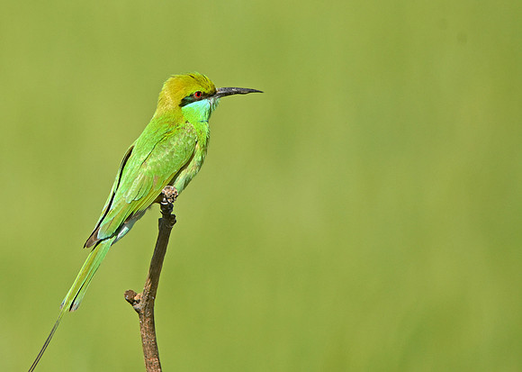 Green bee eater, India