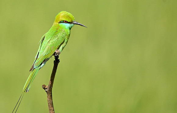 Green bee eater, India