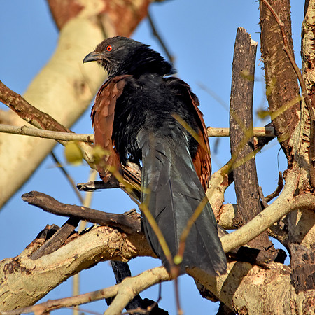 Greater coucal