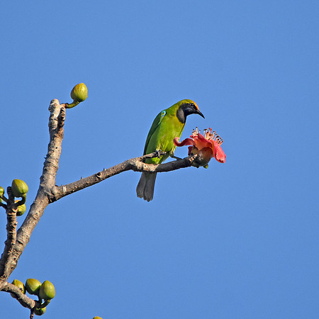 Golden fronted leafbird