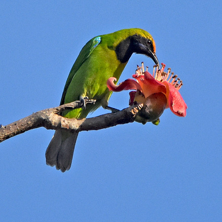 Golden fronted leafbird