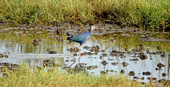 Grey headed swamphen, India