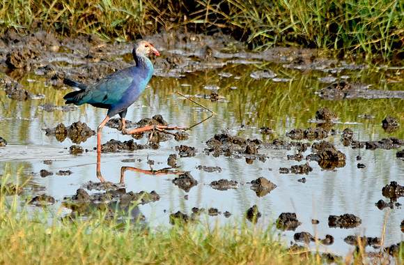 Grey headed swamphen, India