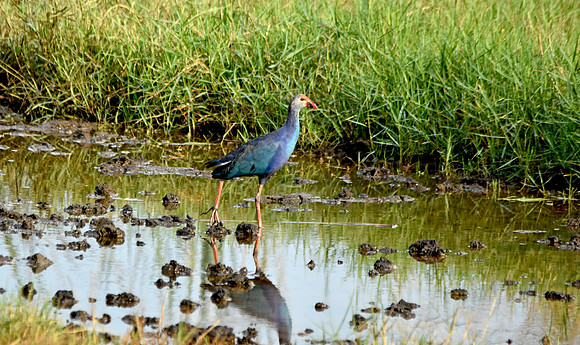 Grey headed swamphen, India