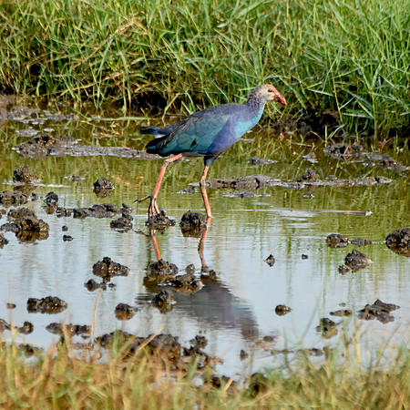 Grey headed swamphen, India