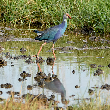 Grey headed swamphen, India