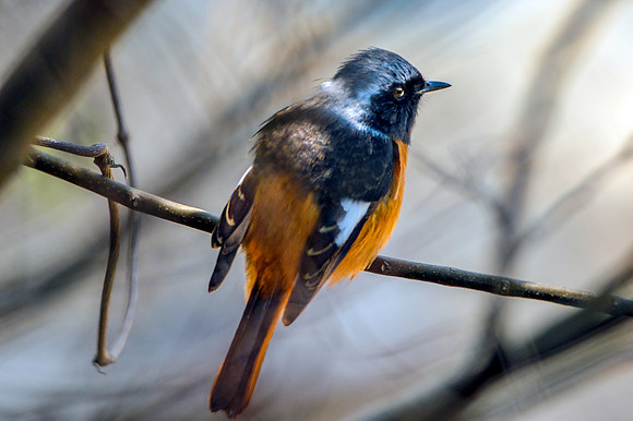 Daurian redstart, male