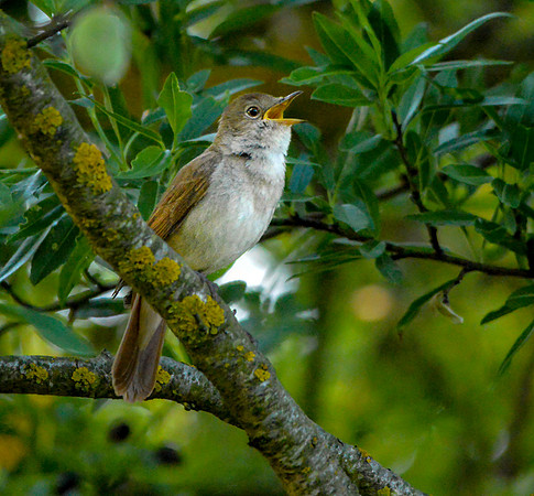 Nightingale