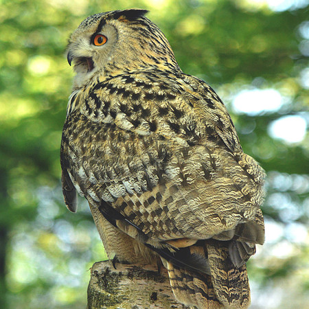 Siberian eagle owl