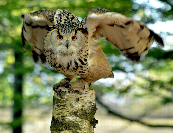 Siberian eagle owl