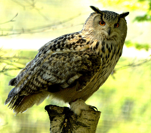 Siberian eagle owl
